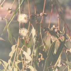 Eucalyptus viminalis (Ribbon Gum) at Paddys River, ACT - 23 Feb 2010 by MichaelBedingfield
