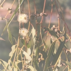 Eucalyptus viminalis (Ribbon Gum) at Gigerline Nature Reserve - 22 Feb 2010 by michaelb