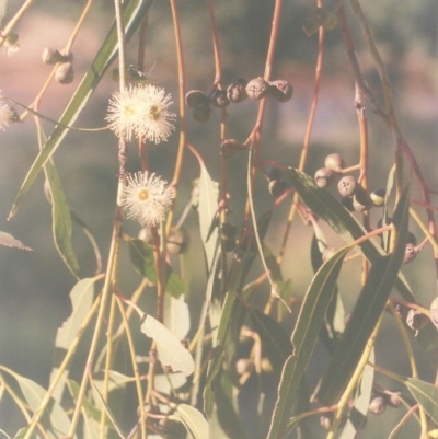 Eucalyptus viminalis (Ribbon Gum) at Gigerline Nature Reserve - 22 Feb 2010 by michaelb