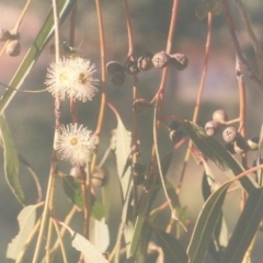 Eucalyptus viminalis at Paddys River, ACT - 23 Feb 2010 12:00 AM