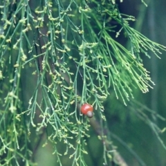 Exocarpos cupressiformis (Cherry Ballart) at Conder, ACT - 2 Jan 2001 by michaelb