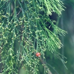 Exocarpos cupressiformis at Conder, ACT - 3 Jan 2001