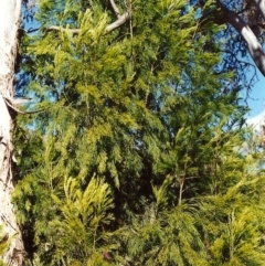 Exocarpos cupressiformis (Cherry Ballart) at Conder, ACT - 21 Nov 1999 by michaelb