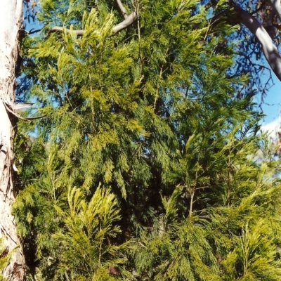 Exocarpos cupressiformis (Cherry Ballart) at Tuggeranong Hill - 21 Nov 1999 by michaelb