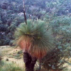 Xanthorrhoea glauca subsp. angustifolia at Paddys River, ACT - suppressed