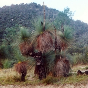 Xanthorrhoea glauca subsp. angustifolia at Paddys River, ACT - suppressed