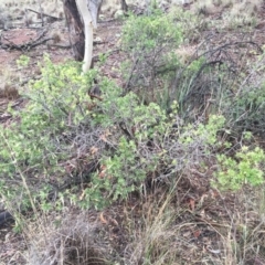 Styphelia triflora (Five-corners) at Mount Majura - 19 May 2015 by AaronClausen