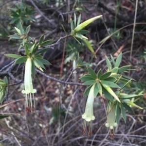 Styphelia triflora at Majura, ACT - 20 May 2015