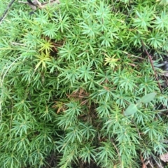 Acrotriche serrulata at Majura, ACT - 20 May 2015