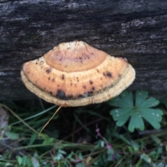 Truncospora ochroleuca at Watson, ACT - 20 May 2015 08:30 AM