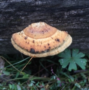 Truncospora ochroleuca at Watson, ACT - 20 May 2015 08:30 AM