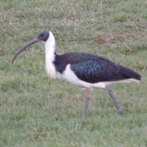 Threskiornis spinicollis at Gordon, ACT - 9 Apr 2015