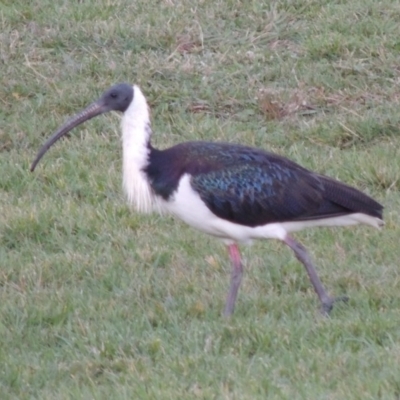 Threskiornis spinicollis (Straw-necked Ibis) at Gordon, ACT - 9 Apr 2015 by michaelb