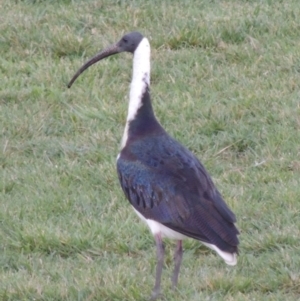 Threskiornis spinicollis at Gordon, ACT - 9 Apr 2015