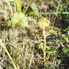 Hydrocotyle laxiflora (Stinking Pennywort) at Tuggeranong Hill - 21 Oct 1999 by michaelb