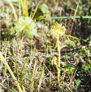 Hydrocotyle laxiflora at Conder, ACT - 22 Oct 1999