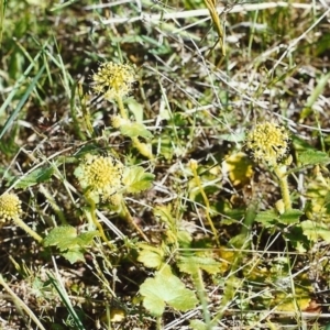 Hydrocotyle laxiflora at Conder, ACT - 22 Oct 1999
