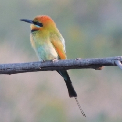 Merops ornatus (Rainbow Bee-eater) at Pine Island to Point Hut - 19 Nov 2014 by michaelb