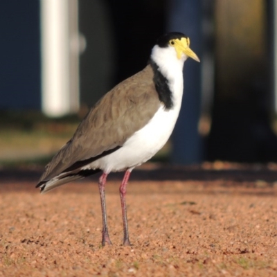 Vanellus miles (Masked Lapwing) at Greenway, ACT - 15 May 2015 by michaelb
