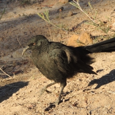 Corcorax melanorhamphos (White-winged Chough) at Urambi Hills - 30 Dec 2013 by michaelb