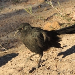 Corcorax melanorhamphos (White-winged Chough) at Kambah, ACT - 30 Dec 2013 by michaelb
