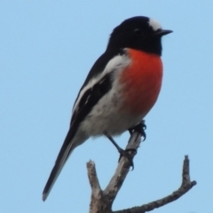 Petroica boodang (Scarlet Robin) at Tharwa, ACT - 5 Mar 2014 by michaelb