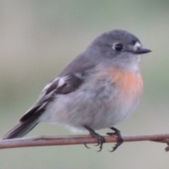 Petroica boodang (Scarlet Robin) at Paddys River, ACT - 12 Apr 2014 by MichaelBedingfield