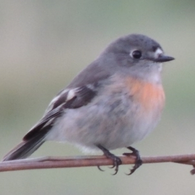 Petroica boodang (Scarlet Robin) at Paddys River, ACT - 12 Apr 2014 by michaelb