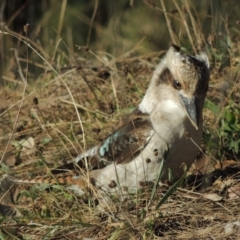 Dacelo novaeguineae (Laughing Kookaburra) at Rob Roy Range - 23 Sep 2014 by michaelb