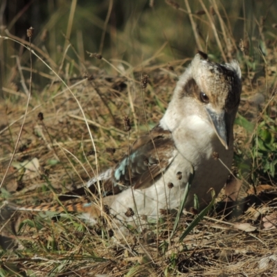 Dacelo novaeguineae (Laughing Kookaburra) at Conder, ACT - 23 Sep 2014 by MichaelBedingfield