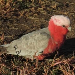 Eolophus roseicapilla (Galah) at Gordon, ACT - 11 Apr 2015 by MichaelBedingfield
