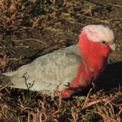 Eolophus roseicapilla (Galah) at Point Hut Pond - 11 Apr 2015 by michaelb