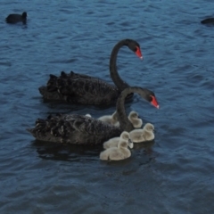 Cygnus atratus (Black Swan) at Greenway, ACT - 21 Apr 2015 by MichaelBedingfield