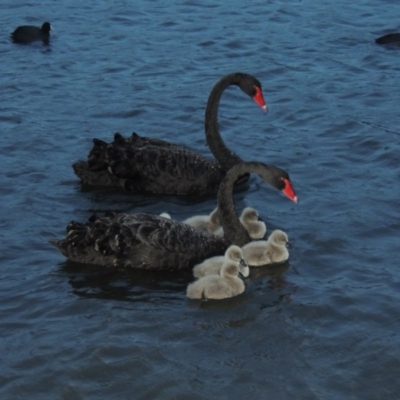 Cygnus atratus (Black Swan) at Greenway, ACT - 21 Apr 2015 by MichaelBedingfield