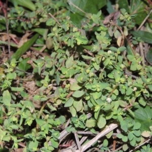 Euphorbia peplus at Gordon, ACT - 21 May 2015 06:35 PM