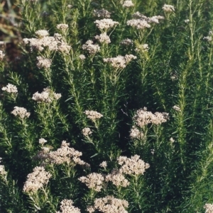 Cassinia aculeata subsp. aculeata at Bonython, ACT - 16 Nov 2005