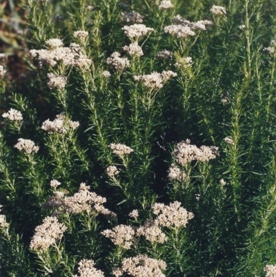 Cassinia aculeata subsp. aculeata (Dolly Bush, Common Cassinia, Dogwood) at Bonython, ACT - 15 Nov 2005 by michaelb