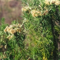 Cassinia aculeata subsp. aculeata (Dolly Bush, Common Cassinia, Dogwood) at Pine Island to Point Hut - 23 Mar 2002 by michaelb