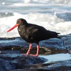 Haematopus fuliginosus (Sooty Oystercatcher) at Murramarang National Park - 3 Jun 2014 by michaelb