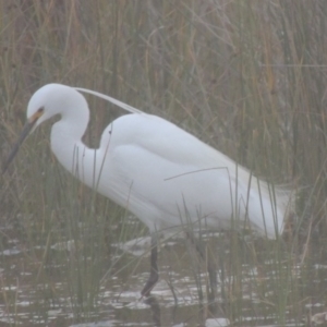 Egretta garzetta at Lake Tabourie, NSW - 11 Jun 2014