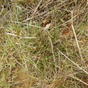 Laxmannia gracilis at O'Connor, ACT - 22 May 2015