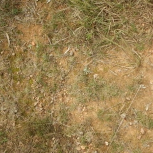 Laxmannia gracilis at O'Connor, ACT - 22 May 2015