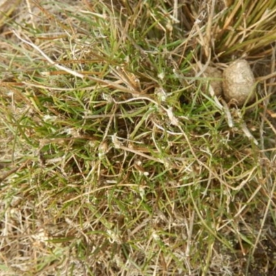 Laxmannia gracilis (Slender Wire Lily) at Black Mountain - 22 May 2015 by MichaelMulvaney