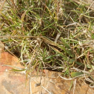 Laxmannia gracilis (Slender Wire Lily) at O'Connor, ACT - 22 May 2015 by MichaelMulvaney