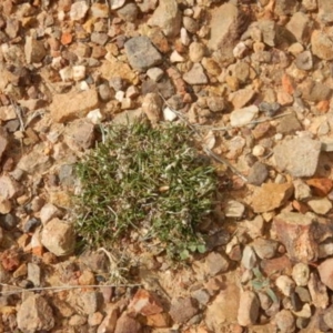 Laxmannia gracilis at O'Connor, ACT - 22 May 2015