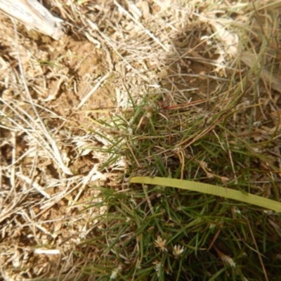 Laxmannia gracilis (Slender Wire Lily) at O'Connor, ACT - 22 May 2015 by MichaelMulvaney