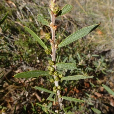 Acacia lanigera var. lanigera (Woolly Wattle, Hairy Wattle) at Acton, ACT - 20 May 2015 by RWPurdie