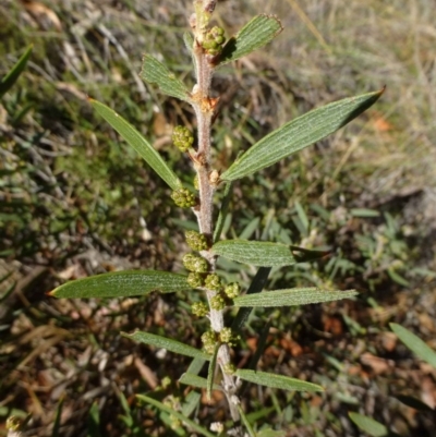 Acacia lanigera var. lanigera (Woolly Wattle, Hairy Wattle) at Acton, ACT - 21 May 2015 by RWPurdie