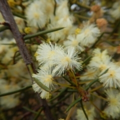 Acacia genistifolia (Early Wattle) at Dryandra St Woodland - 22 May 2015 by MichaelMulvaney