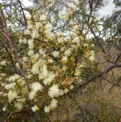 Acacia genistifolia at O'Connor, ACT - 22 May 2015